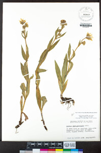 Arnica lanceolata image