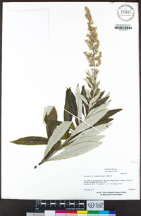 Artemisia douglasiana image