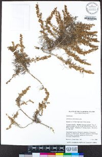 Artemisia californica image