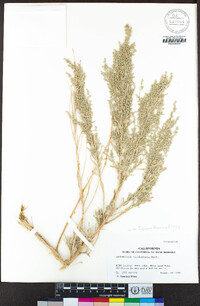 Artemisia tridentata image