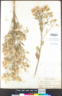 Baccharis salicina image