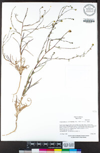 Calycadenia micrantha image