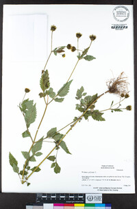 Bidens pilosa image