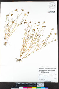 Blennosperma nanum var. nanum image