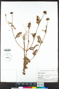 Bidens frondosa image