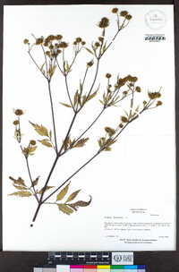 Bidens frondosa image