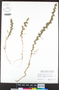 Calycadenia spicata image