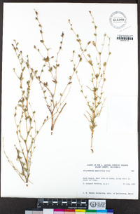 Calycadenia pauciflora image