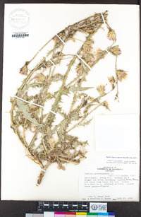 Carduus pycnocephalus subsp. pycnocephalus image