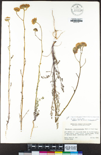 Chaenactis artemisiifolia image