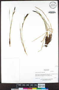 Carex aquatilis image