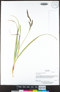 Carex aquatilis image