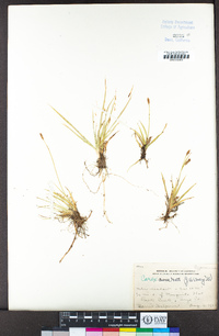 Carex aurea image