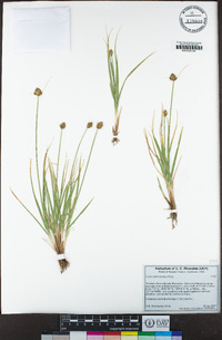 Carex athrostachya image