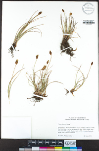 Carex breweri image