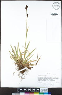 Carex fissuricola image