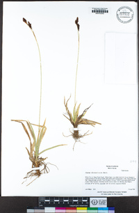 Carex fissuricola image