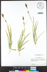 Carex fissuricola image