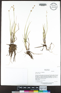 Carex echinata image