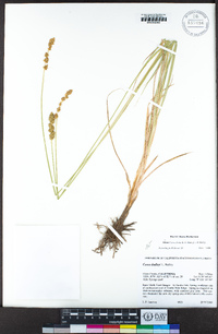 Carex densa image