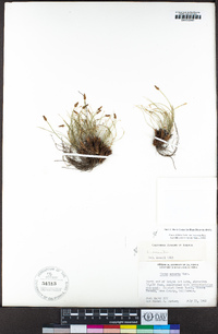 Carex filifolia var. erostrata image