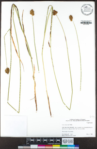 Carex harfordii image