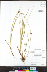 Carex harfordii image