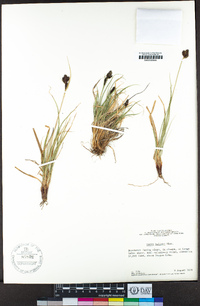 Carex helleri image