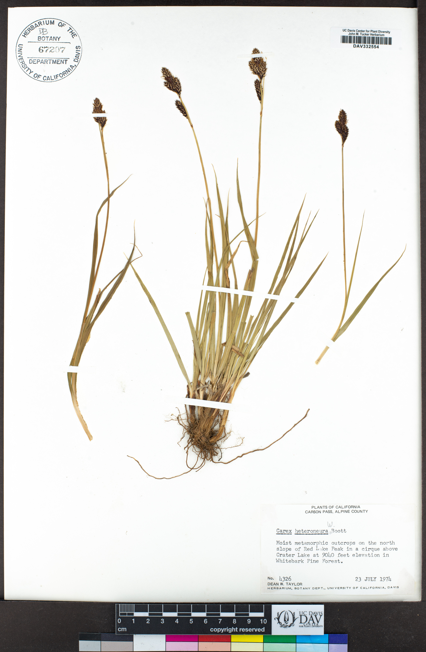 Carex heteroneura image