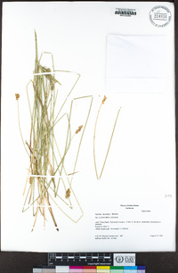 Carex hoodii image