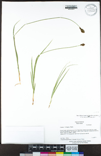 Carex integra image