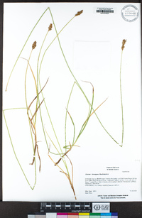 Carex integra image