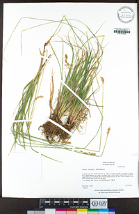 Carex integra image