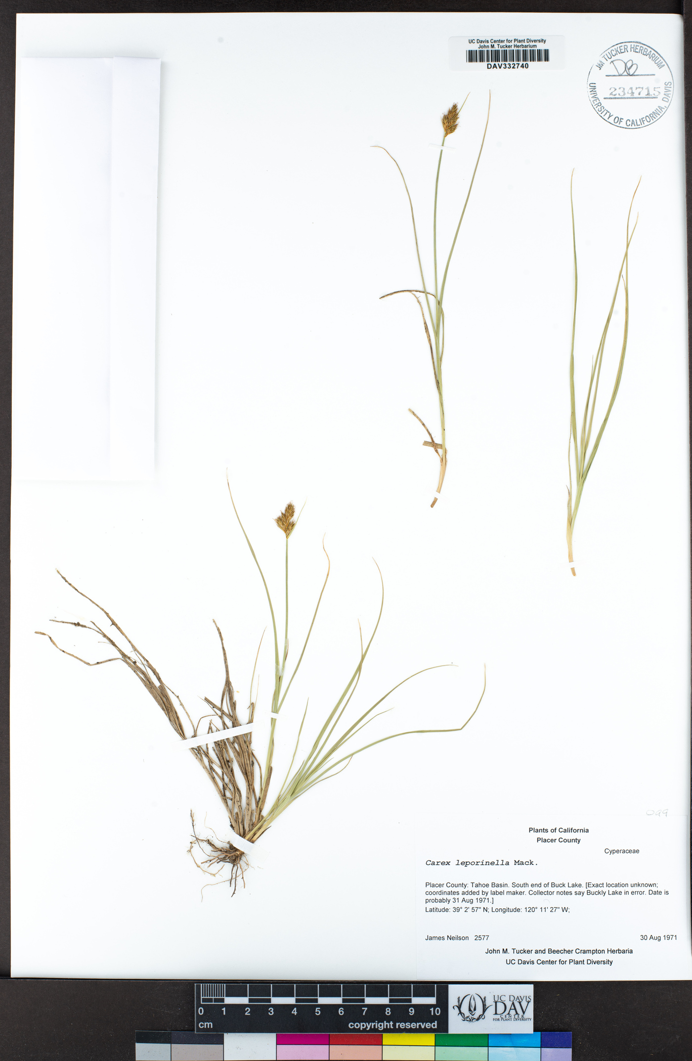 Carex leporinella image