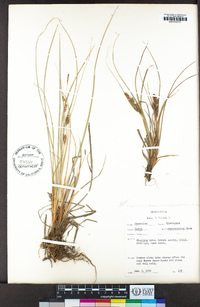 Carex lenticularis image