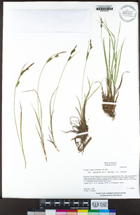 Carex lenticularis var. impressa image