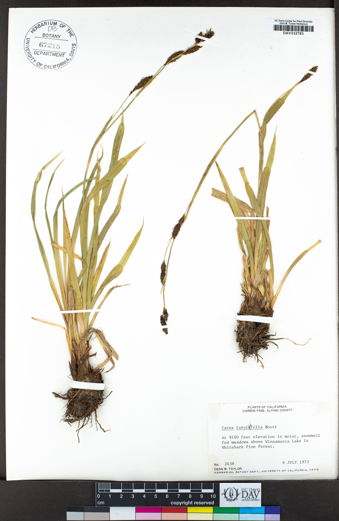 Carex luzulifolia image