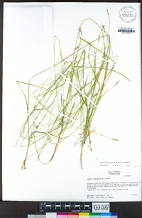 Carex mariposana image