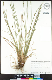 Carex multicaulis image