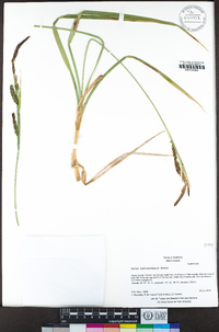 Carex nebrascensis image