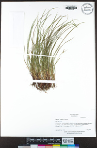 Carex rossii image