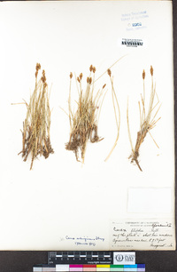 Carex subnigricans image