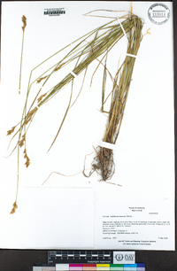 Carex subbracteata image