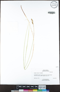 Carex leporina image