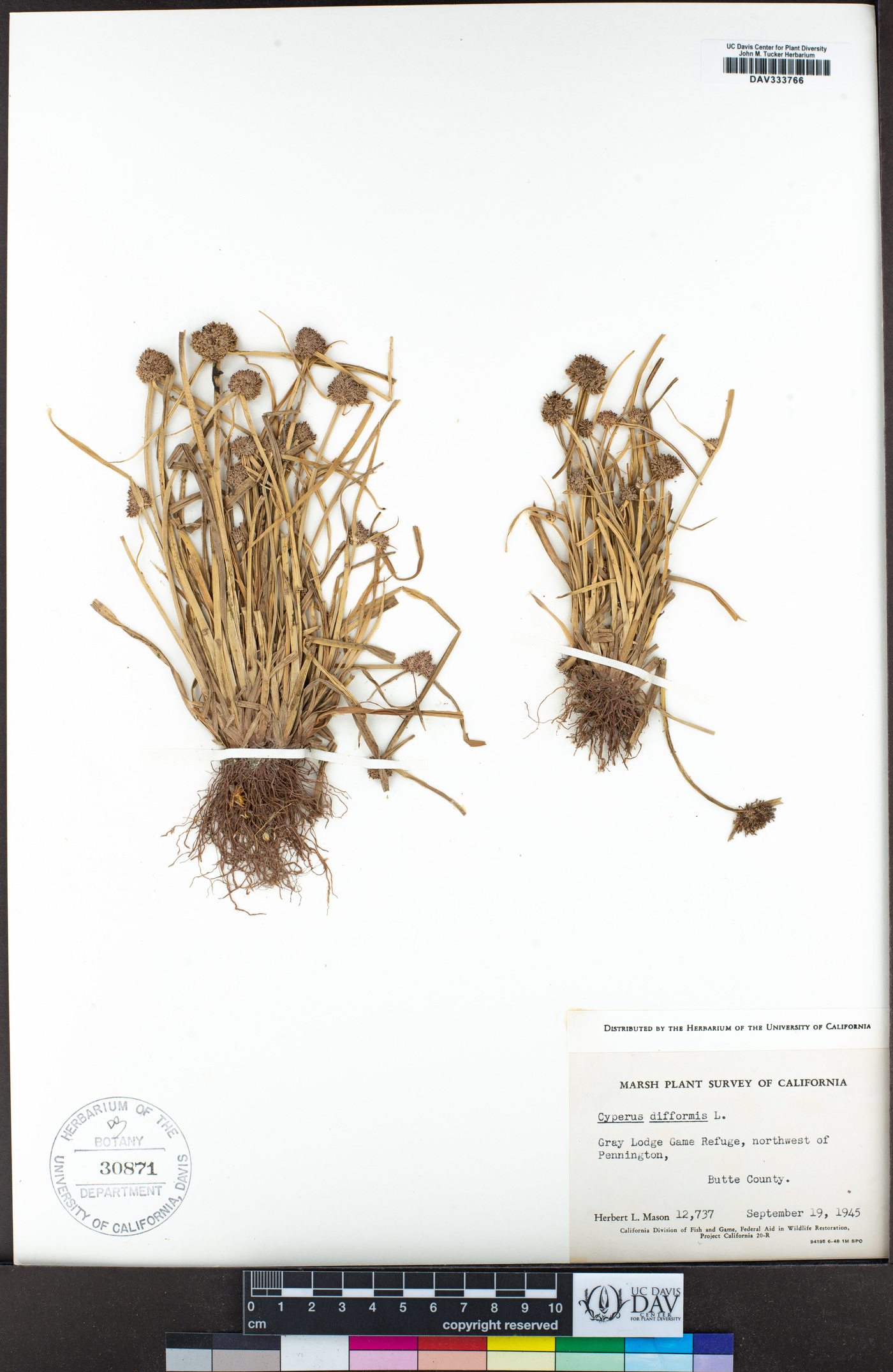 Cyperus difformis image