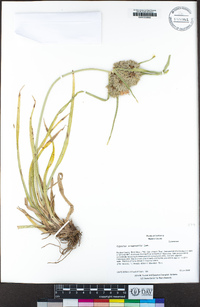 Cyperus eragrostis image