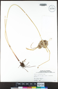 Cyperus eragrostis image