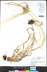 Cyperus eragrostis image