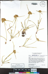 Cyperus eragrostis image