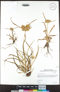 Cyperus eragrostis image